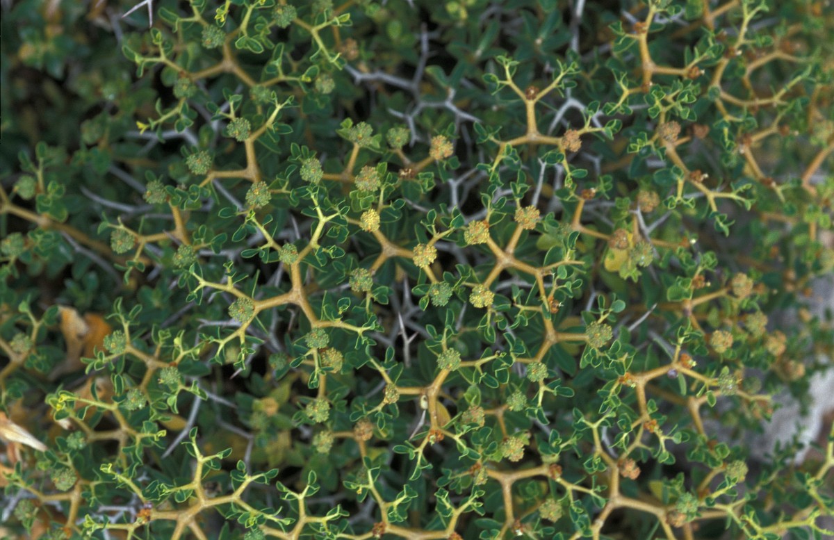 Euphorbia acanthothamnos